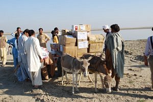 Transporting  food in donkey in the islands in Layyah
